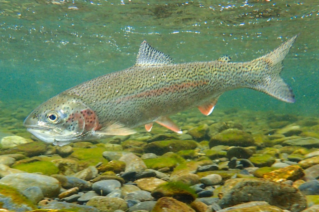 Steelhead vs. Salmon Which Fish Is Better?