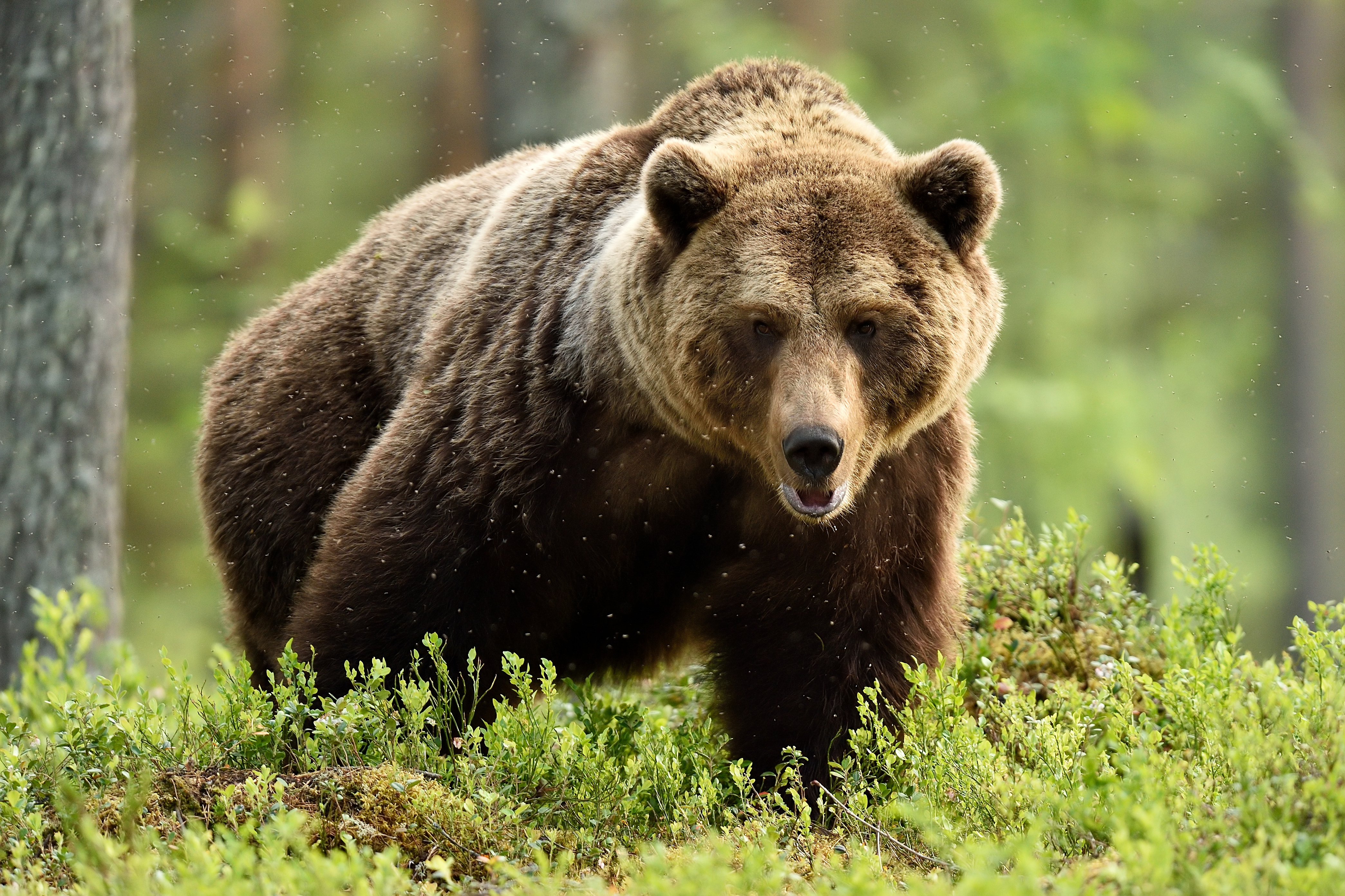 brown bear in the forest