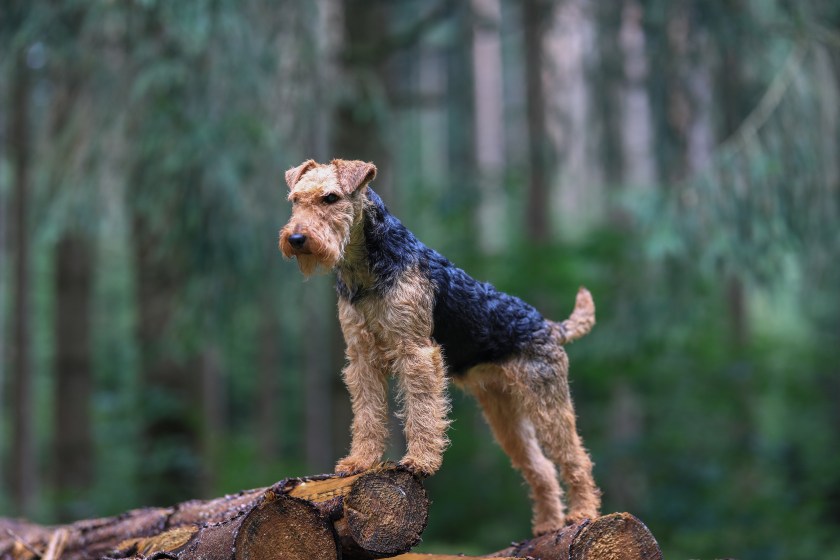 Airedale and welsh terrier