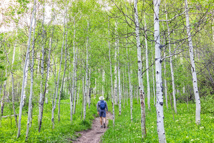 Back of young man person walking on Booth falls trail in White River National Forest near Vail, Colorado in summer morning in Aspen grove forest footpath path. Colorado campsites