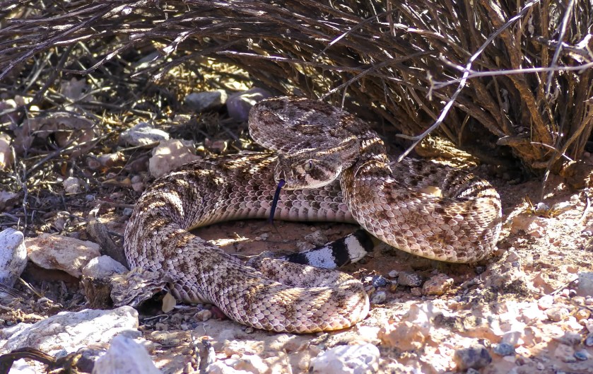 Should Rattlesnakes be Killed or Removed? What the Experts Say