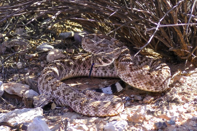 western diamondback rattlesnake or Texas diamond-back (Crotalus atrox)