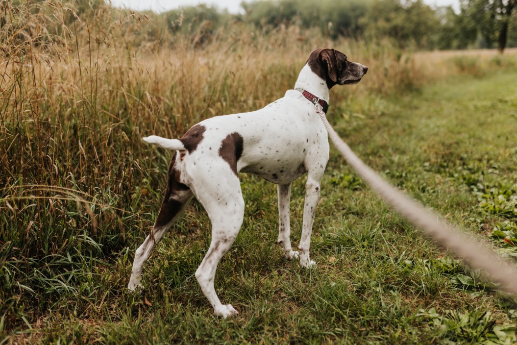 Dog looks towards grassy field at park leash trails out of frame in Sioux Falls, South Dakota, United States