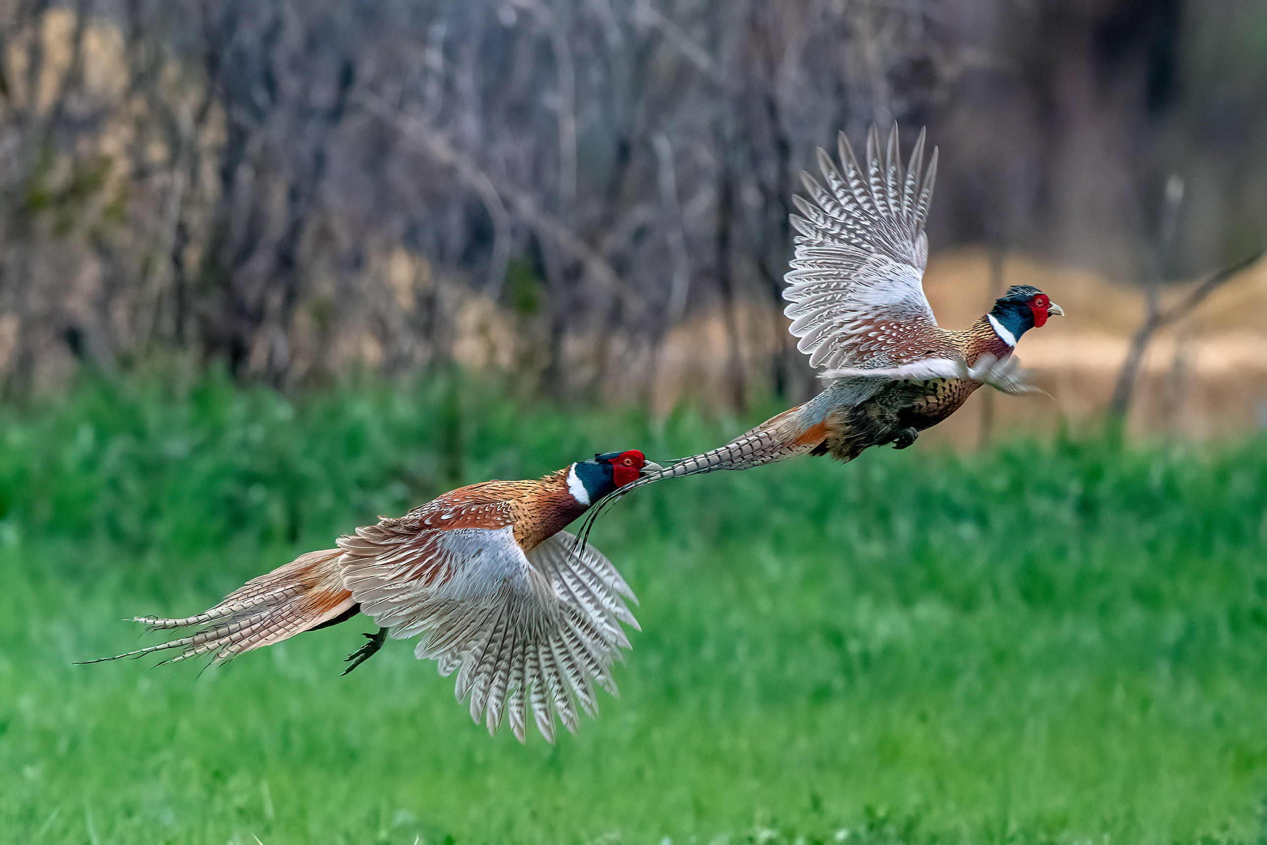 Pheasants flying