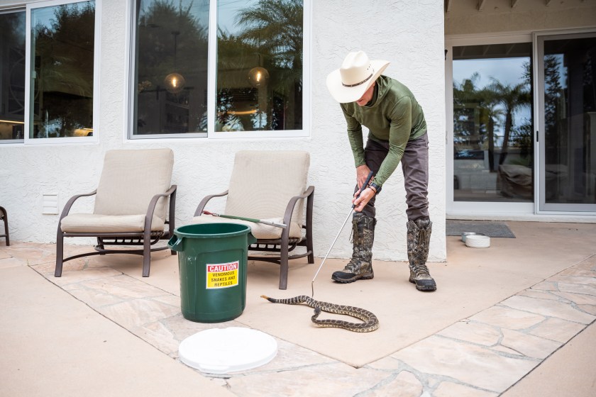 Rattle snake removal from a backyardRattle snake removal with snake tongs from a backyard of a home in Southern California.
