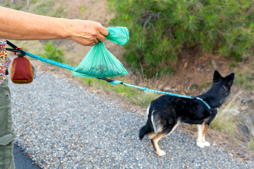 A responsible female dog owner holds a full dog waste bag on a hike outdoors, with her small dog on a leash next to her.