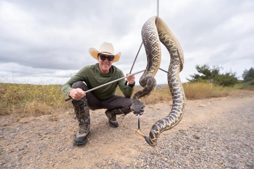 Rattle snake removal from a nature hiking trail. Rattle snake removal with snake tongs into a bucket from a hike in Southern California.