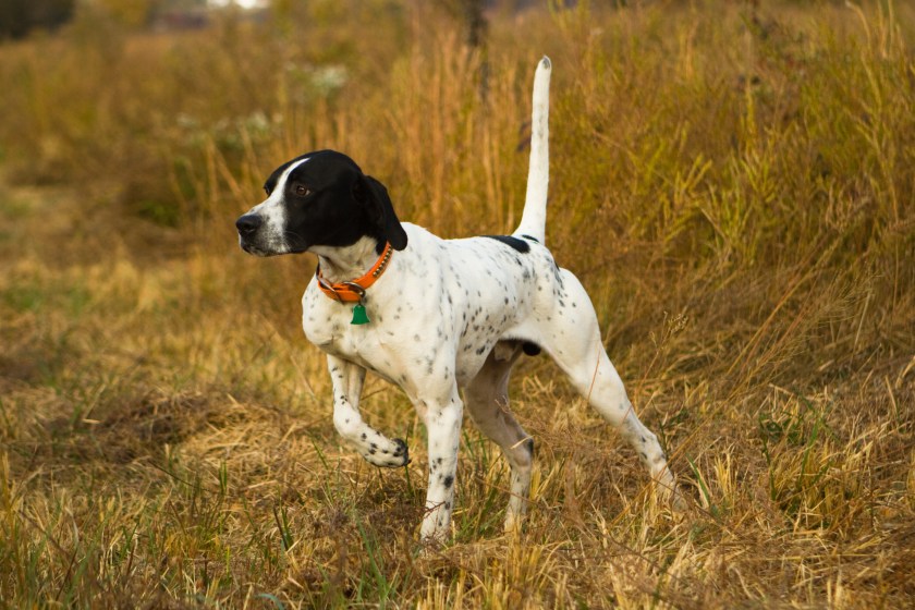 English Pointer on point hunting.