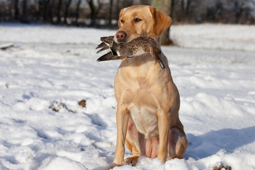best hunting breeds