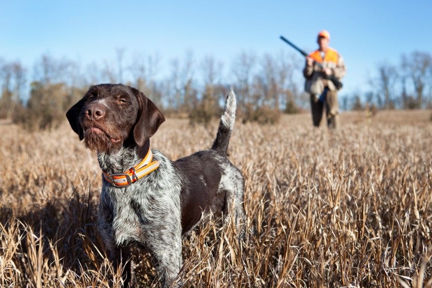 Germain wirehaired pointer
