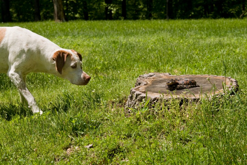 A German pointer pointing at a hognose snake- lightly despeckled
