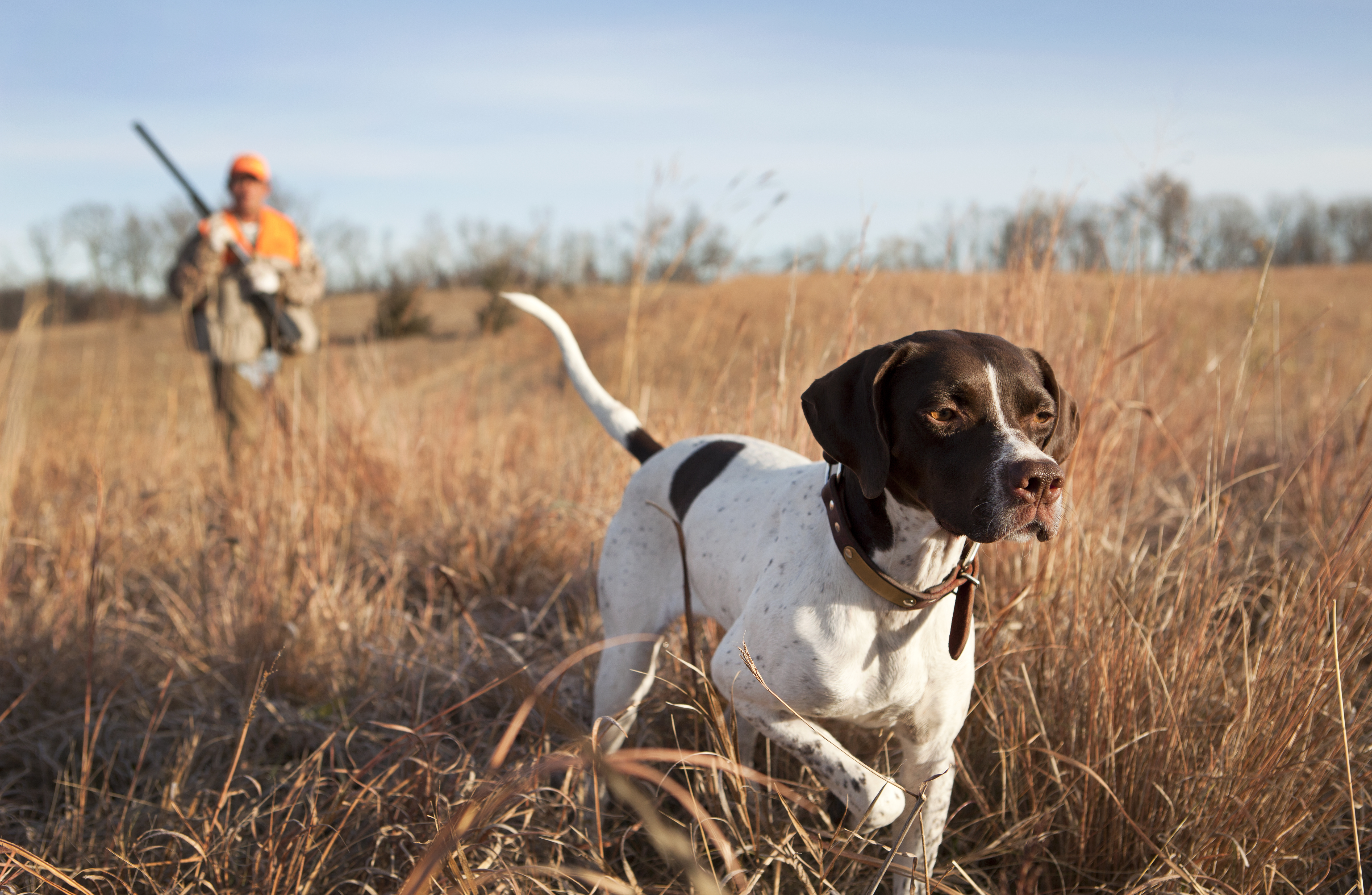 best hunting dog breeds