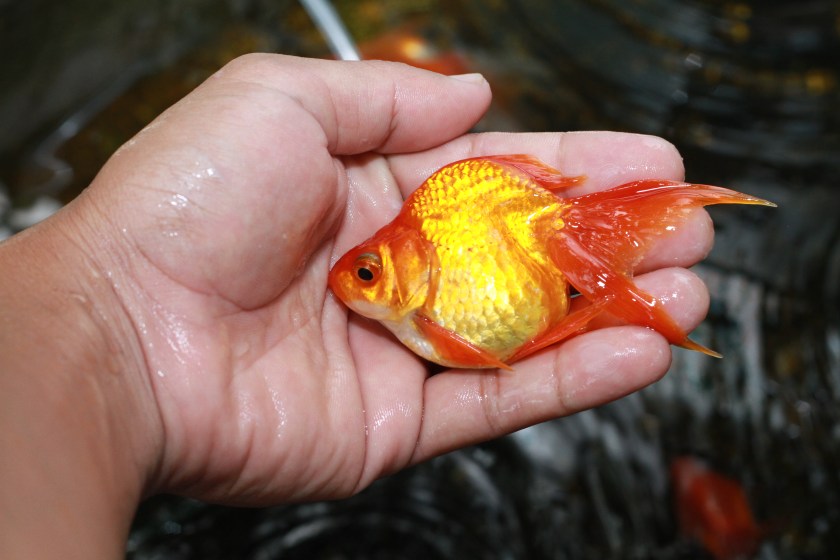 goldfish in a human hand.