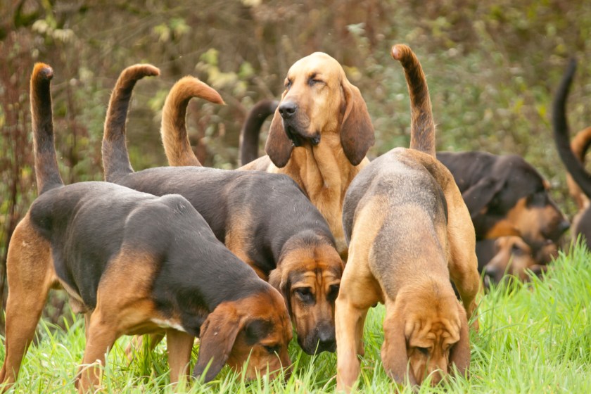 bloodhound hunting dog.