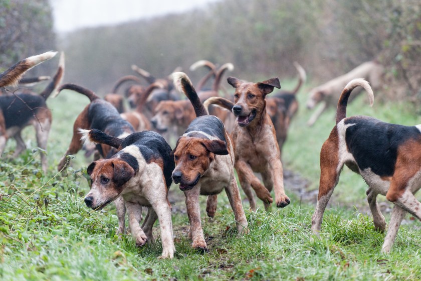 A pack of foxhound dogs on the hunt.