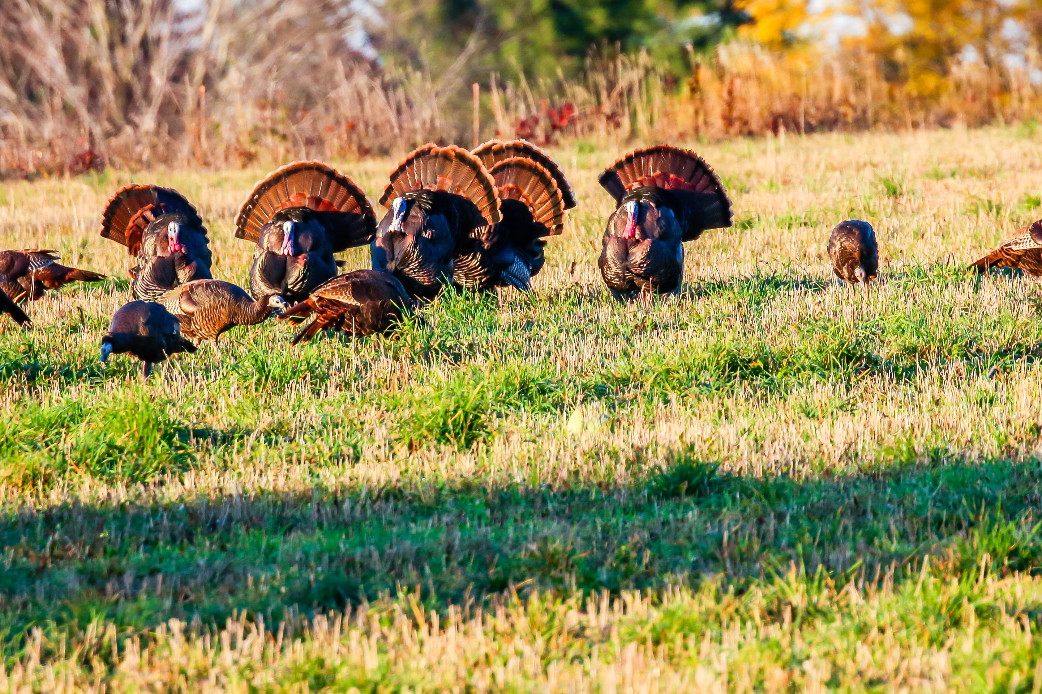 Six wild turkeys with their tail feathers spread during the Wisconsin fall.