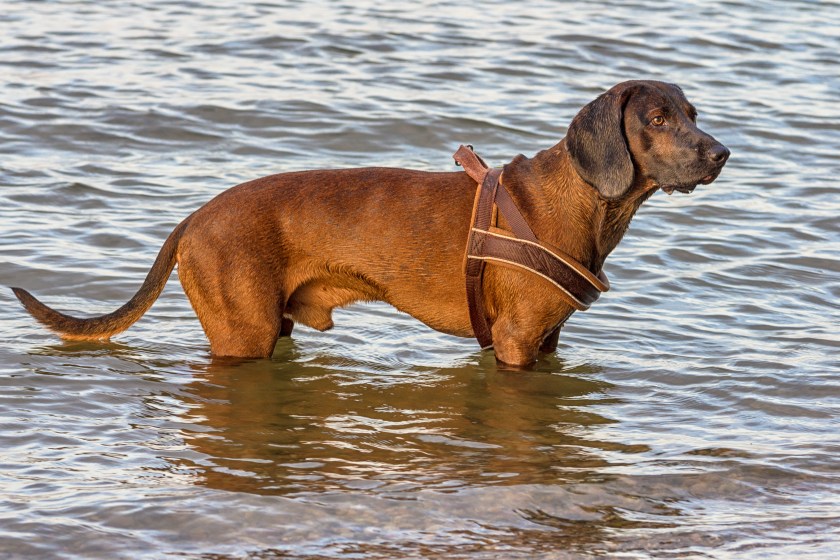 coonhound in water, hunting dog.