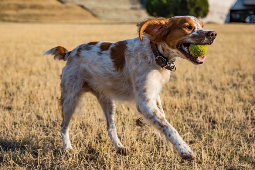A Brittany Spaniel, Hunting dog.