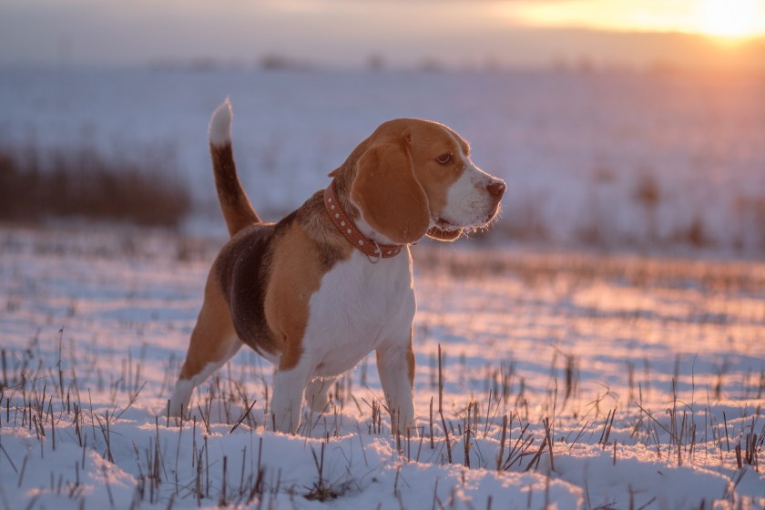 Beagle hunting in snow.