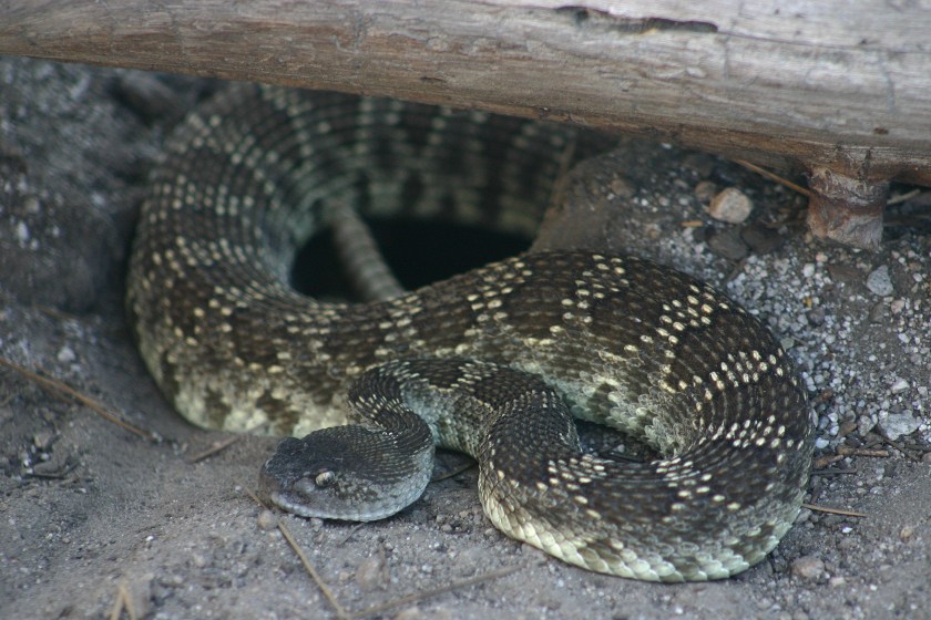 A rattlesnake sits by a log. 