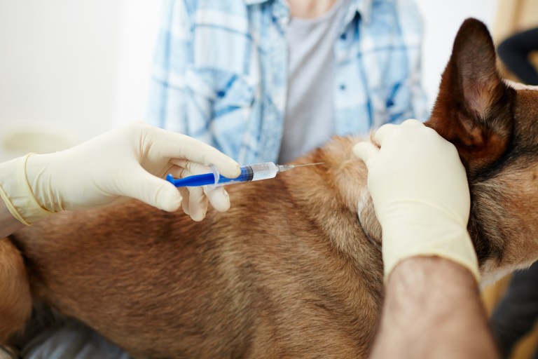Pros and Cons of Rattlesnake Vaccine for Dogs, According to a Vet