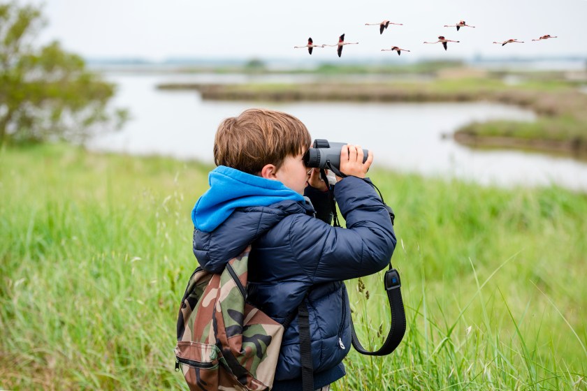 kid bird watching flamingos through binoculars