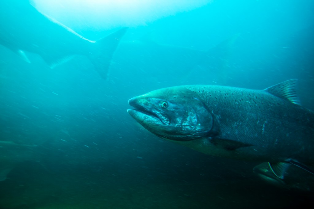 Steelhead vs. Salmon Which Fish Is Better?