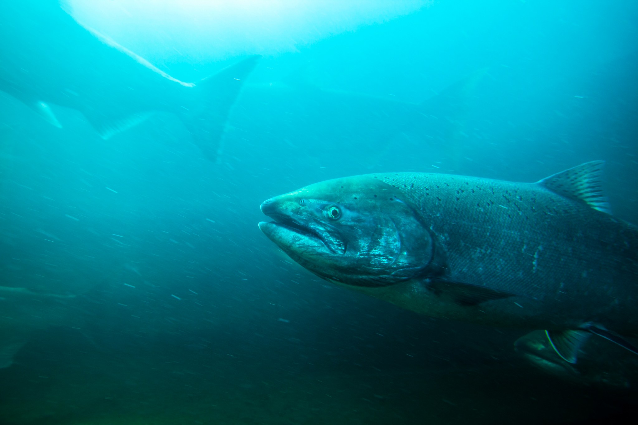 Steelhead vs. Salmon Which Fish Is Better?