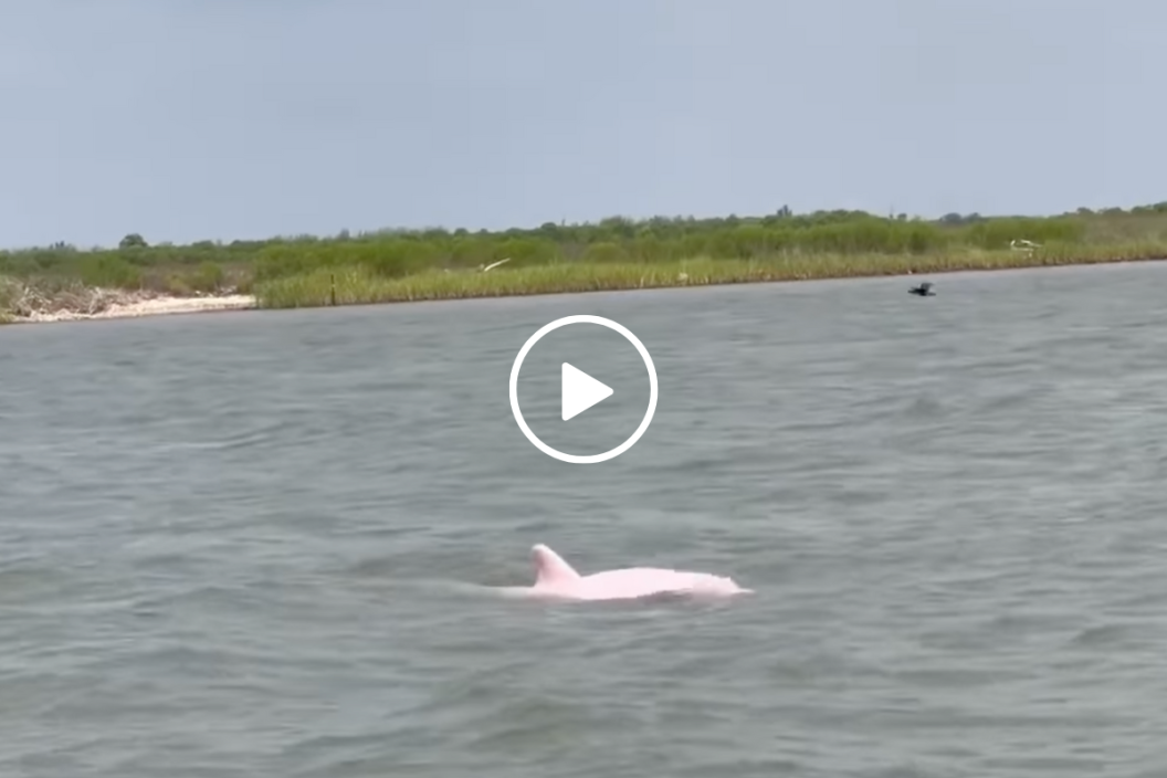 Pink dolphin swimming in the waters of the Louisiana channel