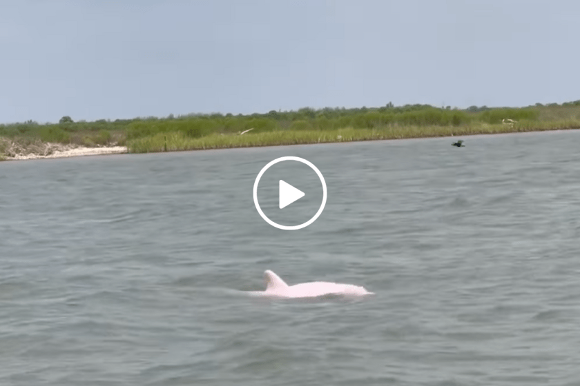 Watch Rare Pink Dolphin Spotted by Fisherman in Louisiana River