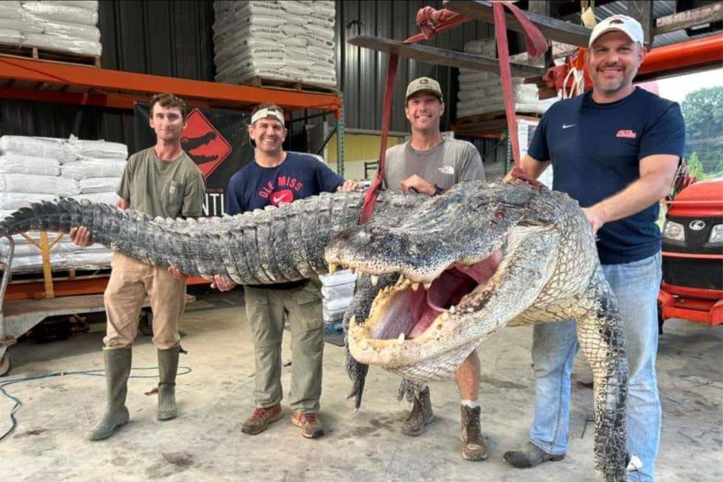 Mississippi hunters hold record setting alligator