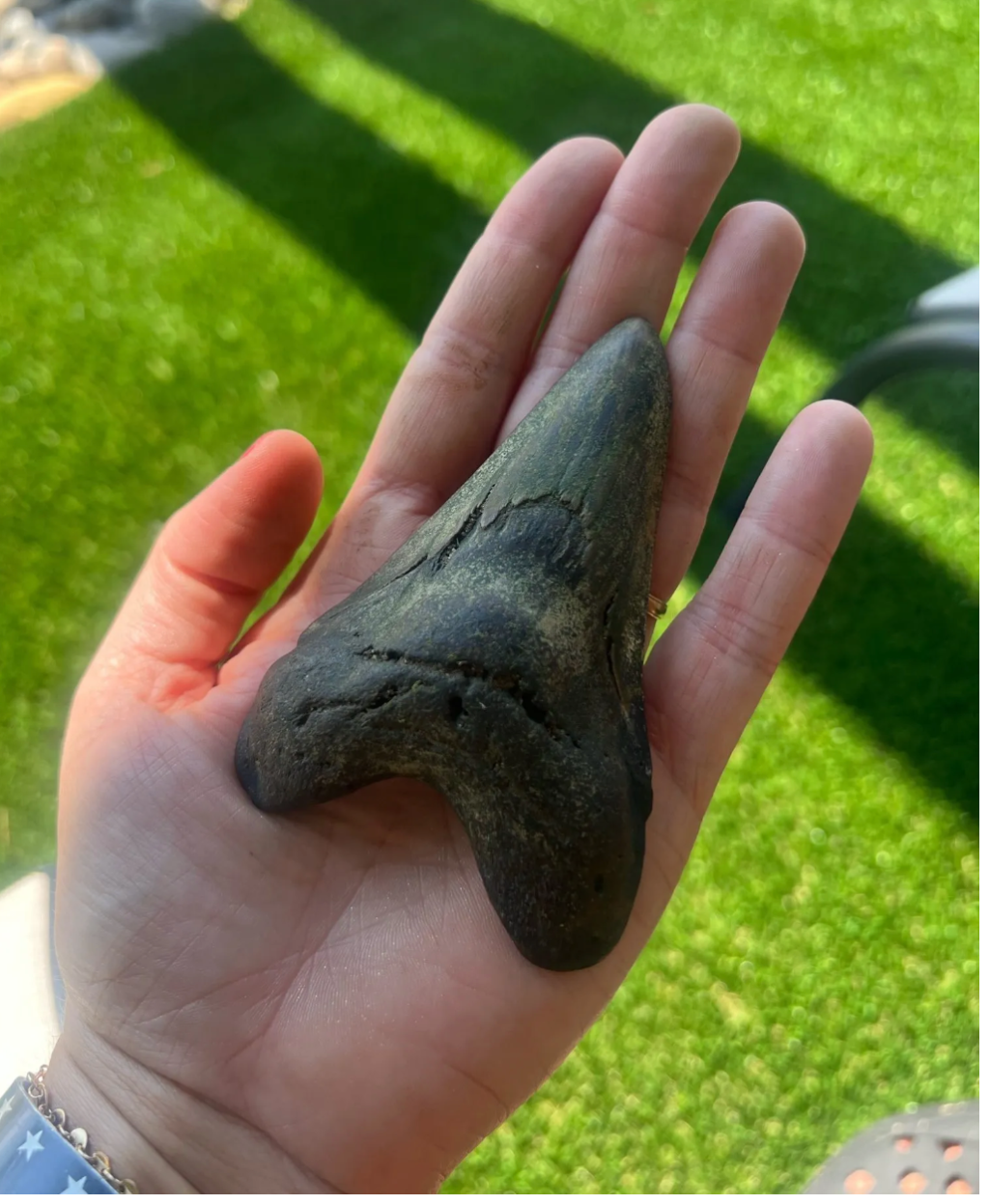 4-inch Megalodon tooth