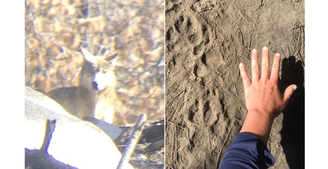 Wolf sighting and tracks in CA