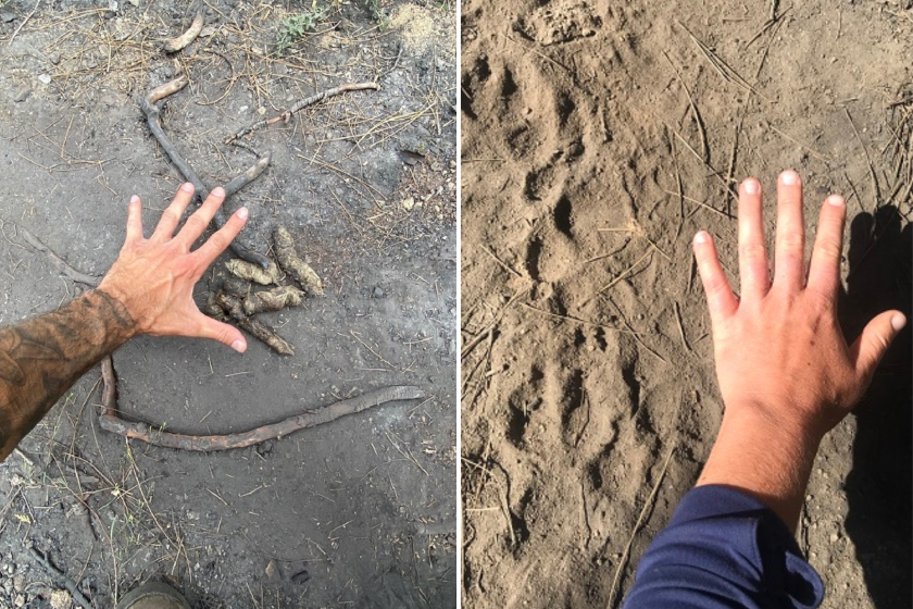 Wolf scat and tracks from the new California pack.