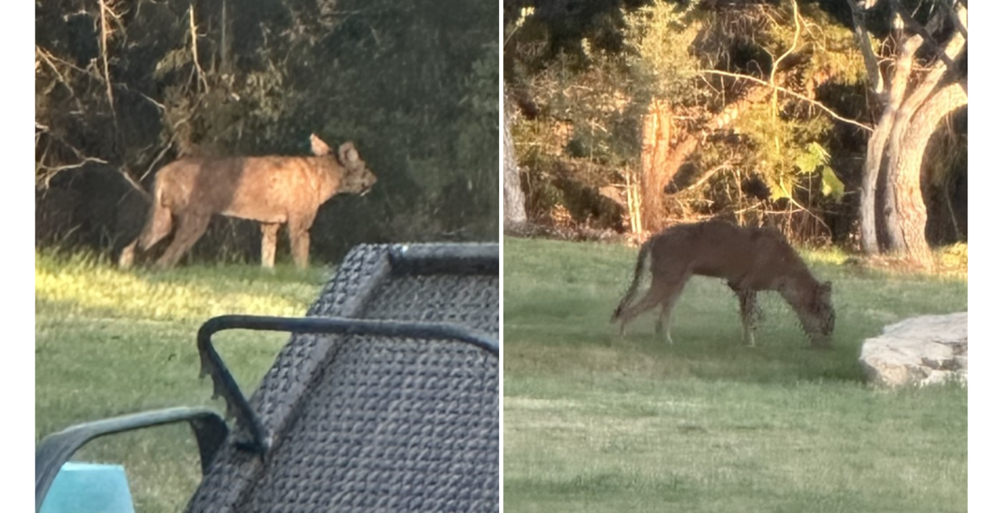Mysterious Creature Photographed in Texas Yard, Sparks Debate