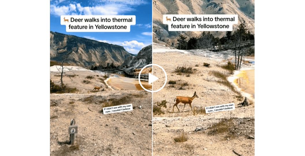 deer walks into thermal pool yellowstone