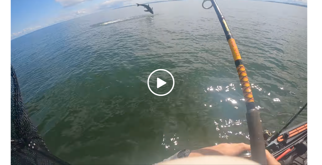 Great White Shark Gives Kayak Angler a Real Scare