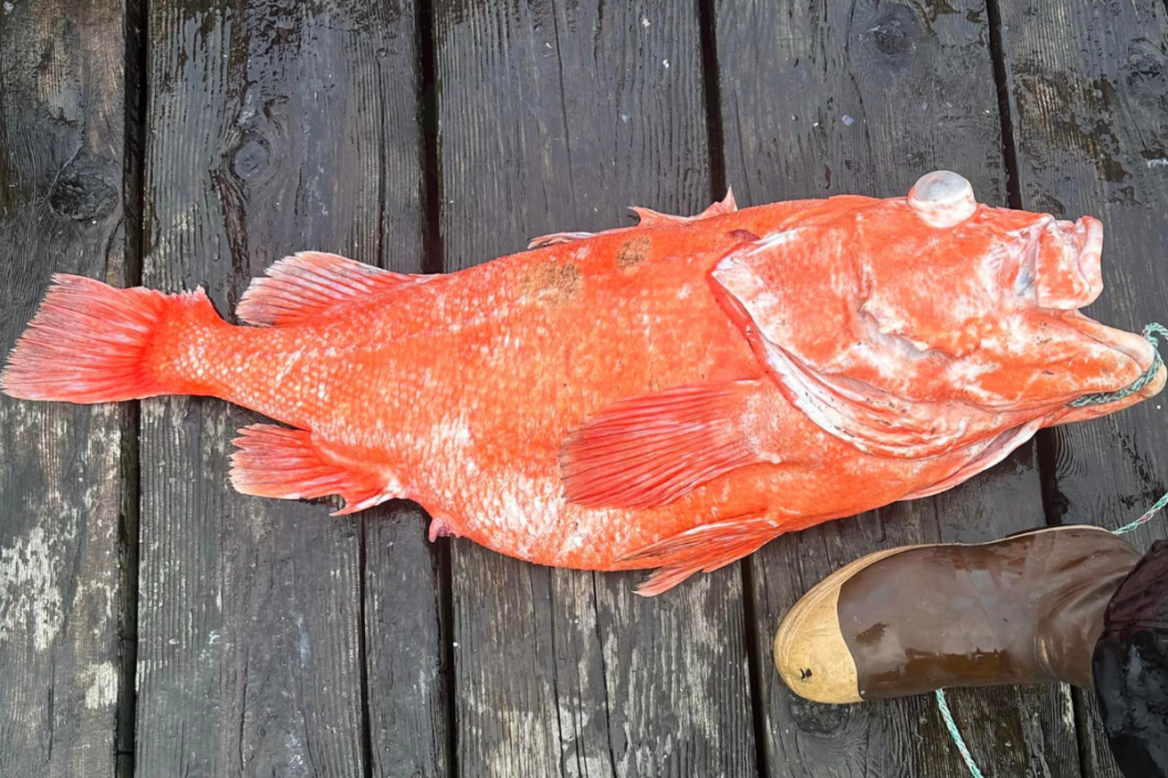 42 pound rockfish