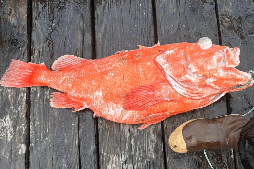 Fisherman Sets New Alaska Record with 42Pound Rockfish