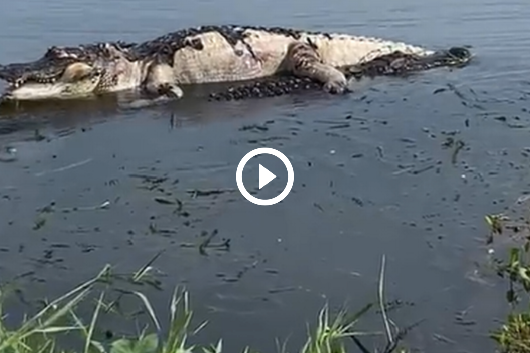 Alligator drags dead gator by the tail.