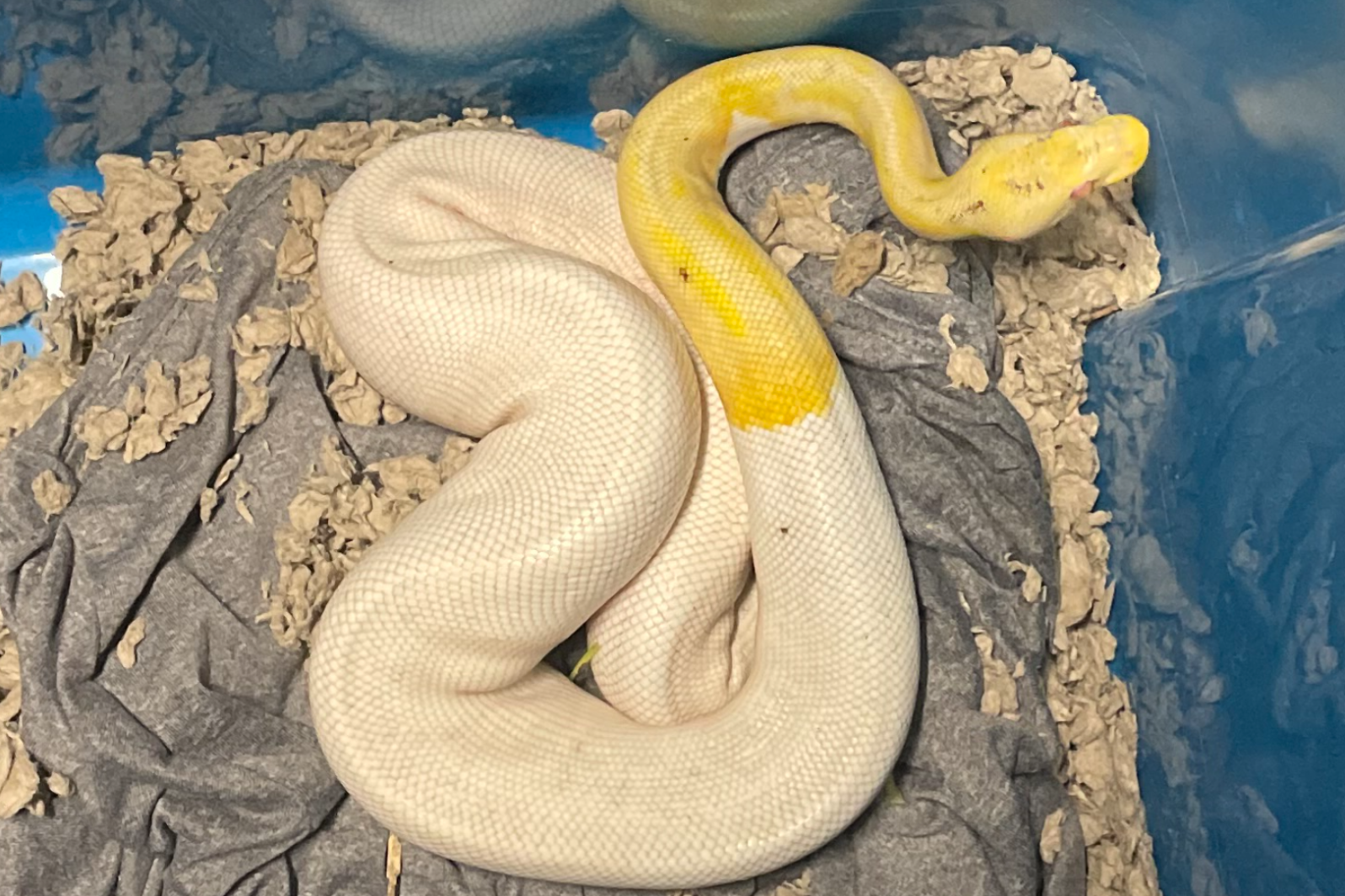 Florida Neighborhood Overrun by Dozens of Ball Pythons