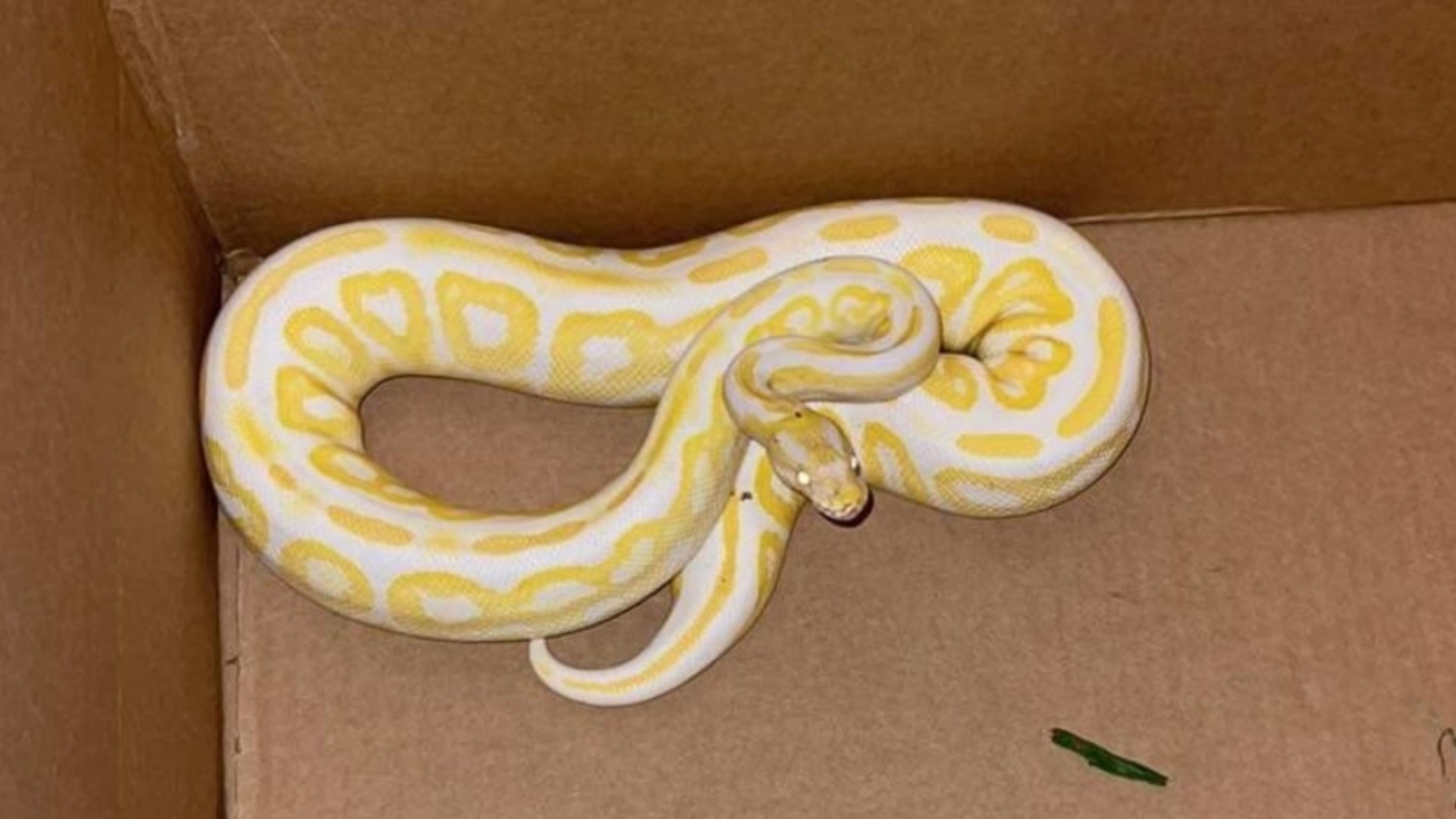 Florida Neighborhood Overrun by Dozens of Ball Pythons