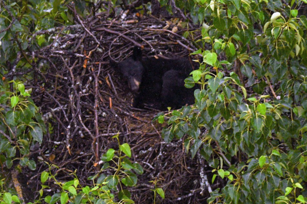 A black bear sleeps in an eagle nest.