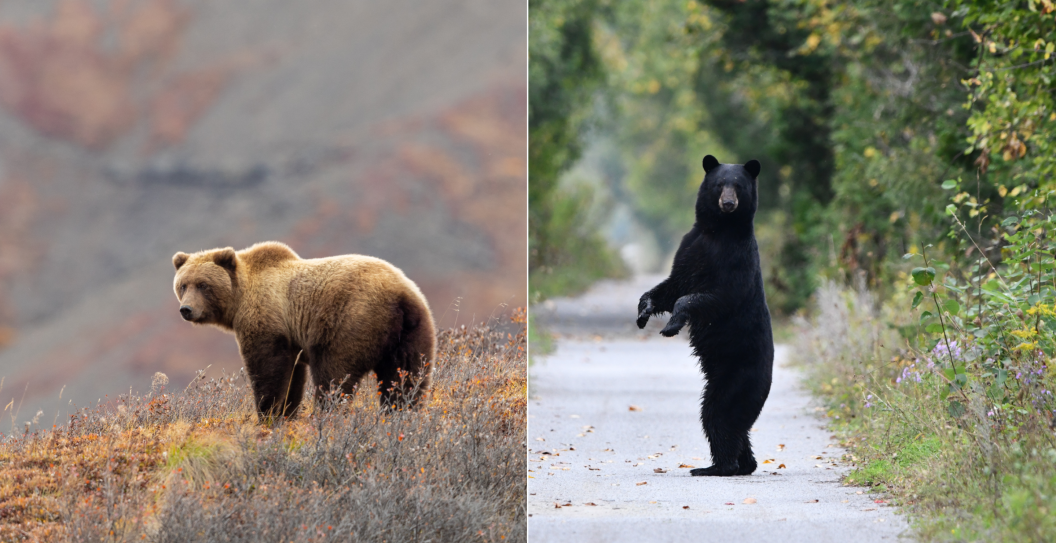 black bear and brown bear outside