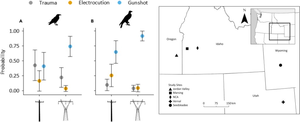 bird poaching study western states