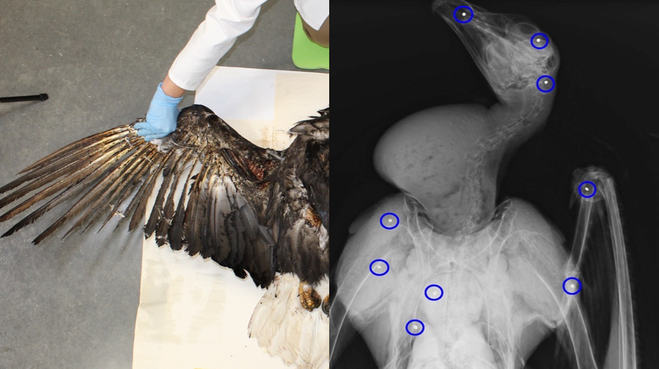 bird poaching western states