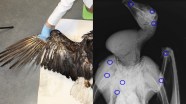 Illegal Shooting Is Leading Cause Of Bird Deaths In Western U S Illegal Shooting Is Leading Cause Of Bird Deaths In Western U S