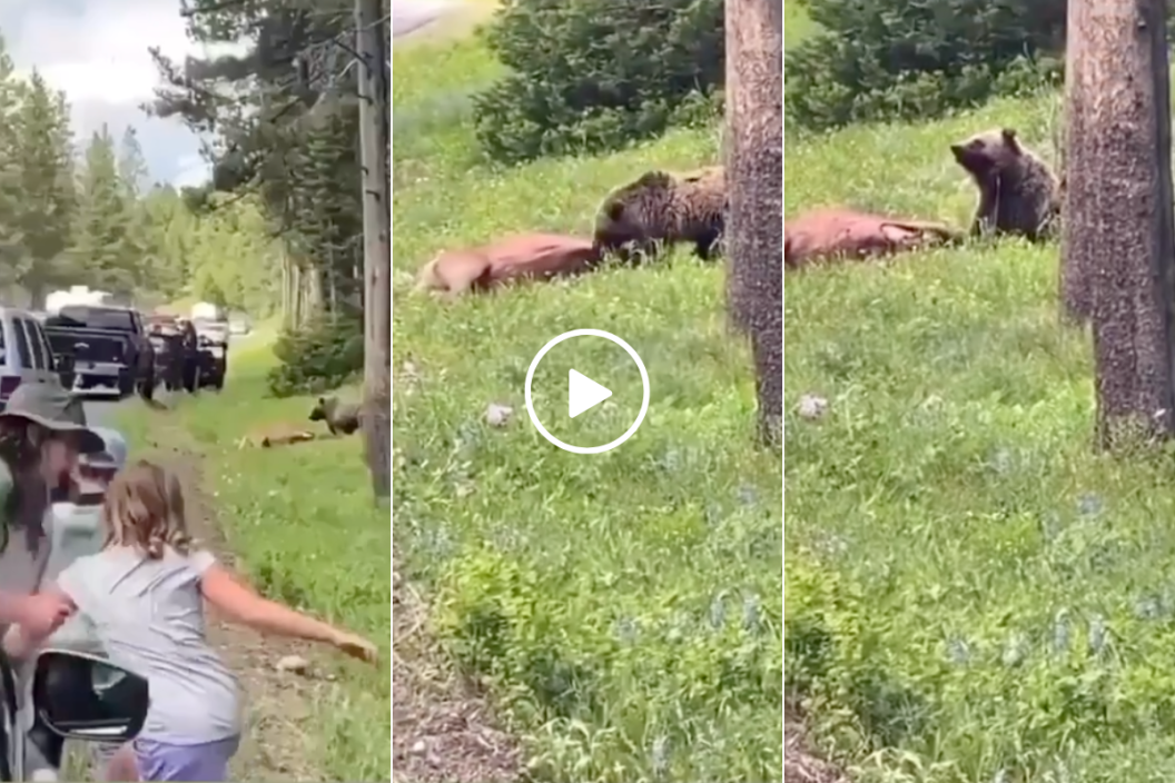 Grizzly eats elk with an audience.