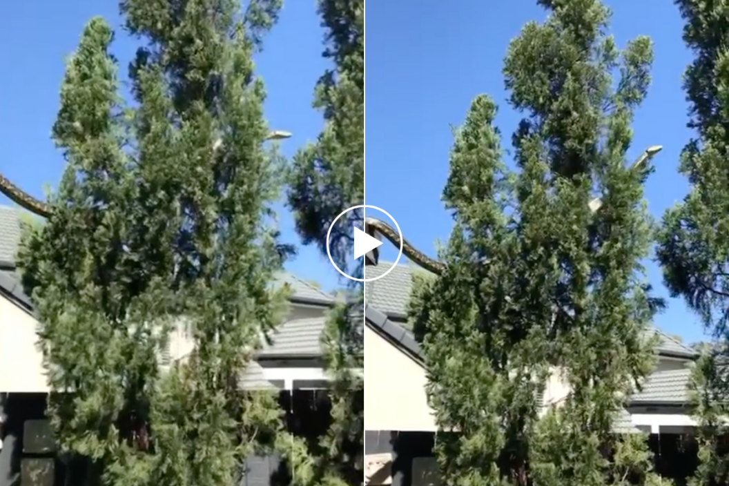 snake slithers from roof to a tree.