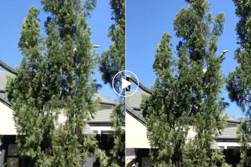 Watch: 16-Foot Python Slithers Across Rooftop in Unreal Footage